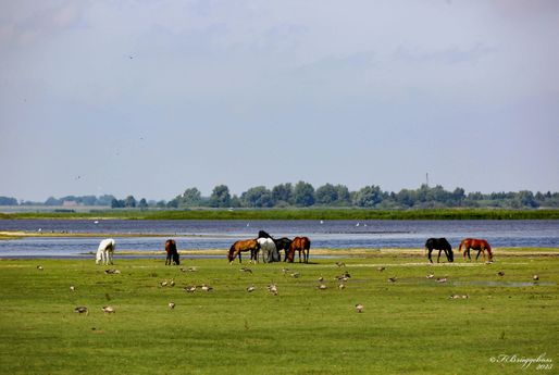 Morgens am Lauwersmeer(NL)